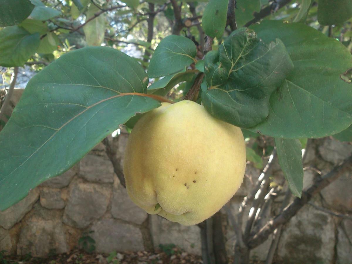 Garden Apartment Braut Kornić Εξωτερικό φωτογραφία